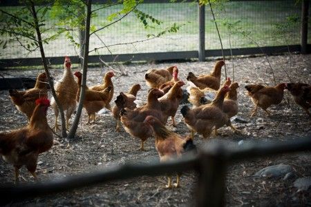 voli-ecologici-base-pollo