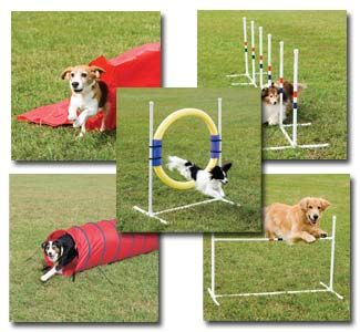 agility-dog-cani agility dog cani