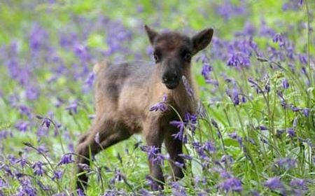 animali strani italia primo cucciolo renna