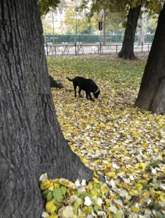 aree-per cani-a-milano aree per cani a milano