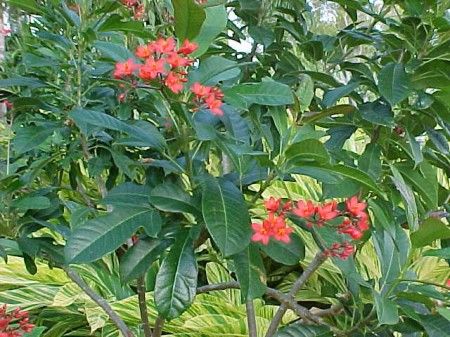 biocarburanti-jatropha-voli
