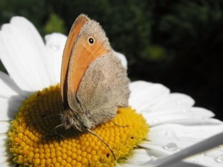 99905051 biodiversita ue fan facebook