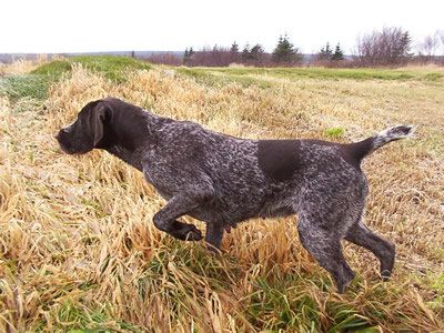 cani-caccia cani caccia