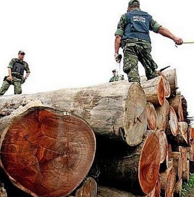 deforestazione-terra deforestazione terra