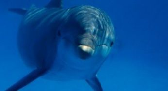 Delfinari: gli italiani sono contrari, meglio i delfini liberi!