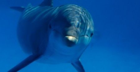 delfinari delfini