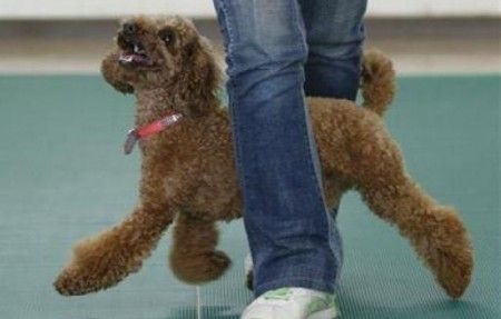 dog-dance dog dance