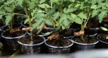 Festa della Mamma: vasetti di torba decorati biodegradabili