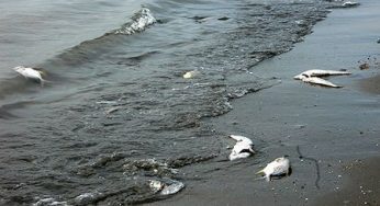 Impatto ambientale: i pesci meccanici per captare il petrolio in mare