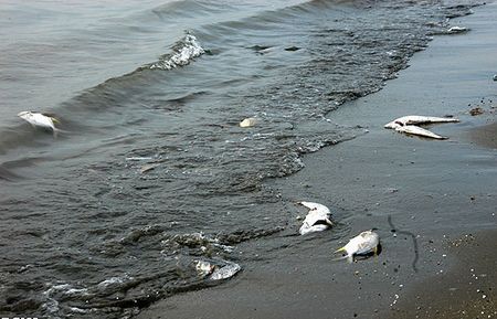 impatto ambientale pesci meccanici petrolio in mare