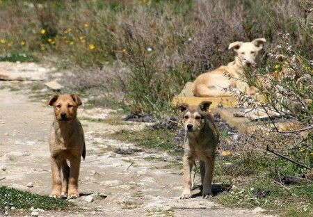 maltrattamento animali avvelenamento