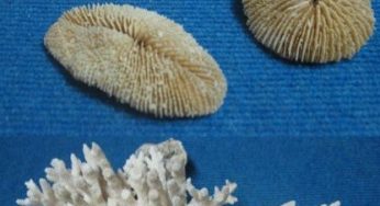 Museo della Biodiversità CITES, a Gragnano rinasce la natura