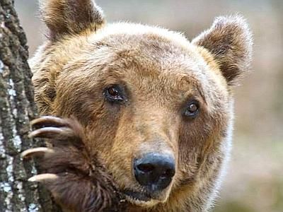 orso-bruno-marsicano orso bruno marsicano