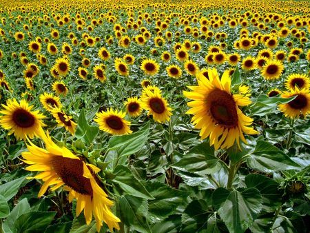 pericolo nucleare girasoli radioattivita