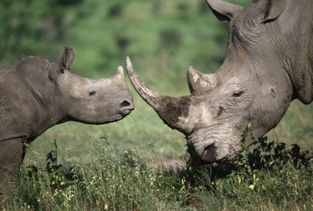 protezione animali bracconaggio rinoceronti