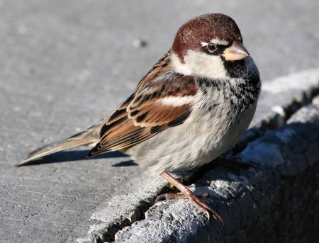 uccelli mondo agricolo specie in diminuzione