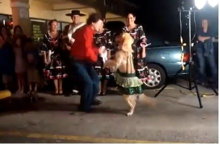 video-cane-balla-merengue video cane balla merengue