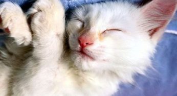 Animali in vacanza: come mai le strutture che li accolgono sono così poche?