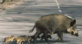 Proteggere gli animali con la tecnologia? Ci pensa Volvo!