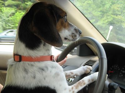 cane-auto cane auto