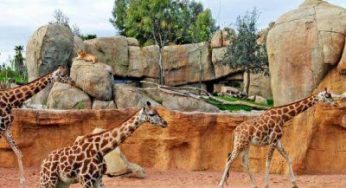 Animali liberi a Valencia, succede ai Giardini del Turia