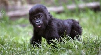 Cuccioli di gorilla a battesimo in Ruanda, che cerimonia super!