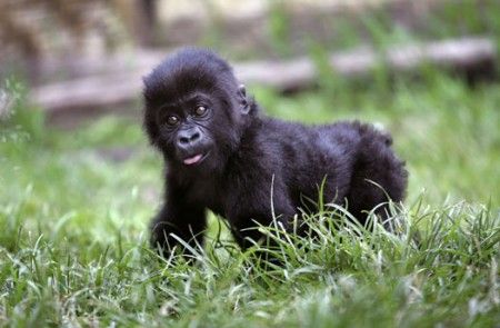 gorilla-cucciolo gorilla cucciolo