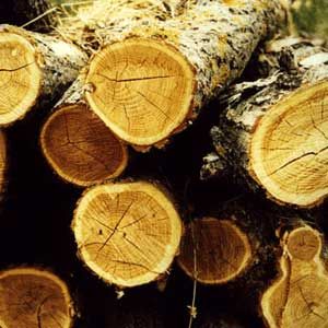 legno-greenpeace legno greenpeace