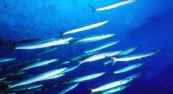 Gli animali degli oceani sono minacciati dall'estinzione