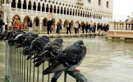 piccioni imbalsamati venezia