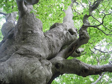 sostenibilita ambientale chilometri alberi