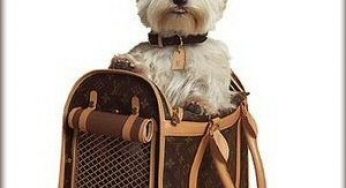 In hotel con il cane: ecco cosa dovete sapere!