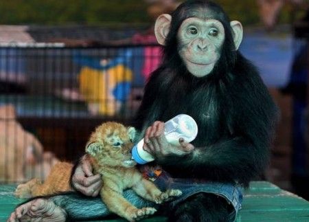 animali_zoo_bangkok_thailandia animali zoo bangkok thailandia