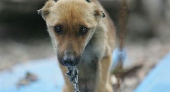 Tra i maltrattamenti sugli animali adesso c'è anche l'uso della catena