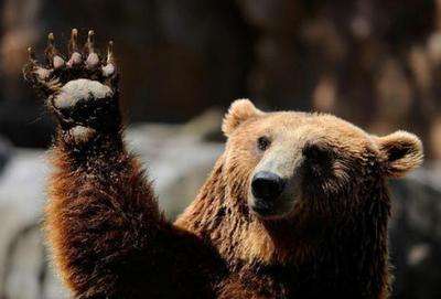carne-orso-lega carne orso lega