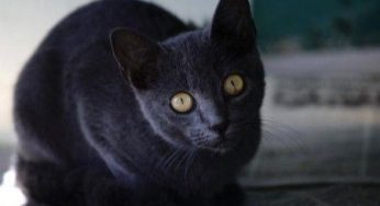Le razze di gatti contano un nuovo arrivo: ecco l'Azul Cubano
