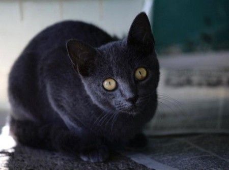 gatto-azul-cubano gatto azul cubano