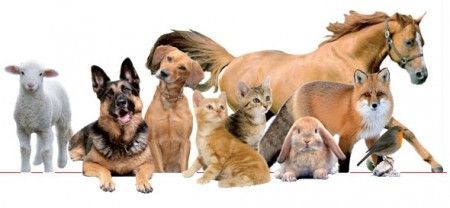 la-coscienza-degli-animali la coscienza degli animali