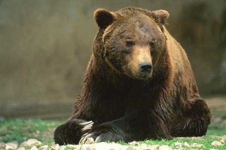 orso-trentino orso trentino