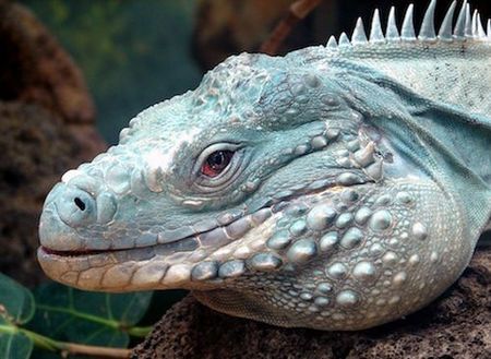 protezione animali iguana blu a rischio estinzione