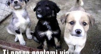 Randagismo e costi: l'Italia spende 200 milioni di euro ogni anno