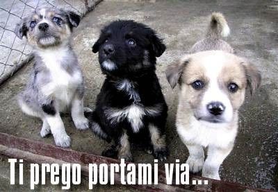 randagismo-costi randagismo costi
