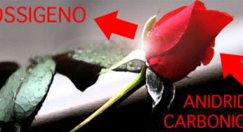 L'inquinamento a Milano si combatte con una rosa anti-smog!