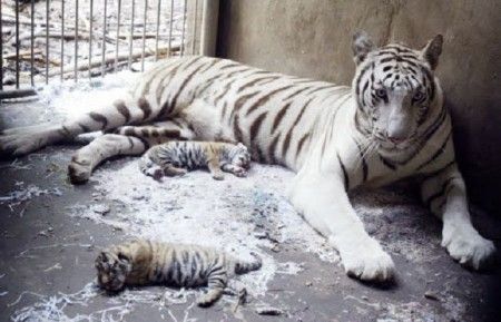 tigre-reale-bengala tigre reale bengala