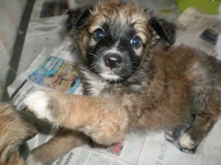 vendita_cuccioli_cane_appena_nati vendita cuccioli cane appena nati