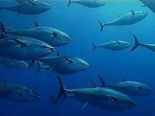 protezione_animali_pesca_tonno protezione animali pesca tonno