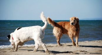 Le spiagge per cani 2011: dove portare il vostro Fido al mare in Italia