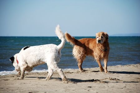 spiagge cani italia