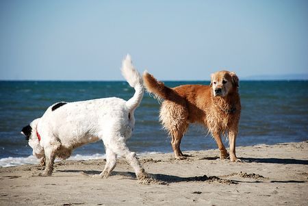 spiagge-cani-italia spiagge cani italia