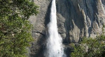Taglio degli alberi nel parco nazionale di Yosemite per favorire i turisti